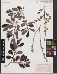 Foto von Salix aurita L.